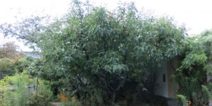 Beitragsbild des Blogbeitrags Natur auf dem Dach