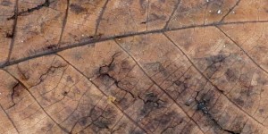 Beitragsbild des Blogbeitrags Risse …
