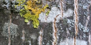 Beitragsbild des Blogbeitrags Daraus wird wahrscheinlich