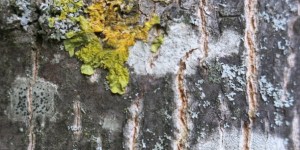 Beitragsbild des Blogbeitrags Der Dienstag dichtet, acht