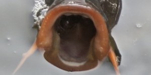 Beitragsbild des Blogbeitrags GIERIG