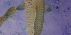 Beitragsbild des Blogbeitrags Foto der Woche, fünf – fischiger Coronagruß
