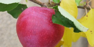 Beitragsbild des Blogbeitrags Malus domestica Paradis Fantasia