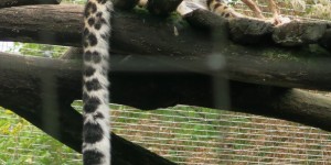 Beitragsbild des Blogbeitrags Ein seltsames Mischwesen? Leopard mit Geweih ?