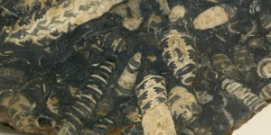 Beitragsbild des Blogbeitrags Foto der Woche, sieben, Massensterben