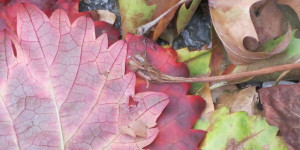 Beitragsbild des Blogbeitrags Jetzt geht´s wieder los mit den Herbstblättern