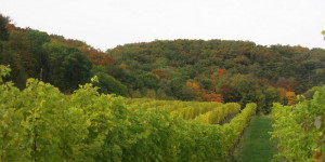 Beitragsbild des Blogbeitrags Montag 26.Oktober 2020 – Weinberge und Wälder
