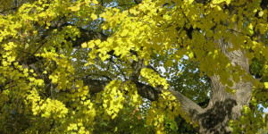 Beitragsbild des Blogbeitrags Foto der Woche, acht – Leuchten