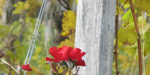 Beitragsbild des Blogbeitrags Die Funktion der Rose im Weinberg