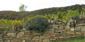 Beitragsbild des Blogbeitrags Steiniger Herbst