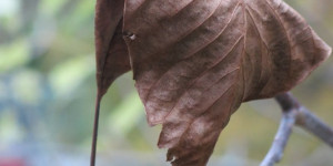 Beitragsbild des Blogbeitrags Müdes Blatt