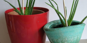 Beitragsbild des Blogbeitrags Sonntag 22. November 2020 – Aloe Vera