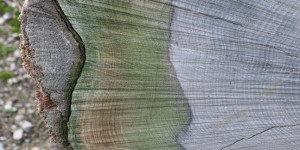Beitragsbild des Blogbeitrags Jahresringe