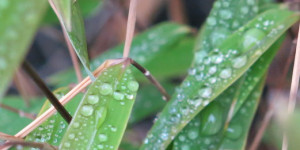 Beitragsbild des Blogbeitrags Nach dem Regen, der Bambus …