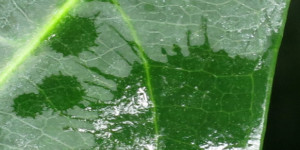 Beitragsbild des Blogbeitrags Grüner Durchblick