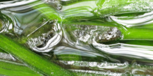 Beitragsbild des Blogbeitrags Noch grüner 