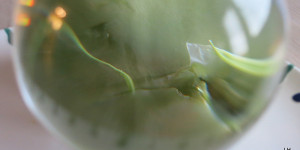 Beitragsbild des Blogbeitrags Kohlrabi – pompeianischer Kohl – Brassica oleracea var. gongylodes L. 