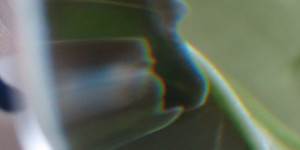 Beitragsbild des Blogbeitrags Der Geist des Kohlrabi ?