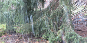Beitragsbild des Blogbeitrags Montag 8.Februar 2021