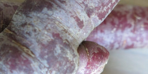 Beitragsbild des Blogbeitrags Die lila Karotte