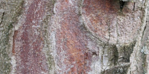 Beitragsbild des Blogbeitrags Jeder Baum mehrere Kunstwerke 1/4 