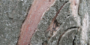 Beitragsbild des Blogbeitrags Jeder Baum mehrere Kunstwerke 4/4