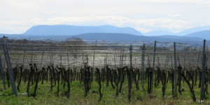Beitragsbild des Blogbeitrags Flimmern im Weinberg