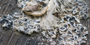Beitragsbild des Blogbeitrags Begegnungen 2/3 