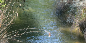 Beitragsbild des Blogbeitrags Fischwanderhilfe