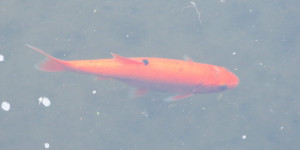 Beitragsbild des Blogbeitrags Wie man weiß, sind Goldfische rot-orange