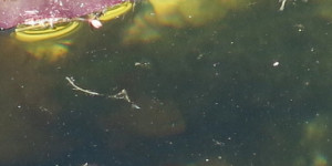 Beitragsbild des Blogbeitrags Im und am Teich und drumherum 