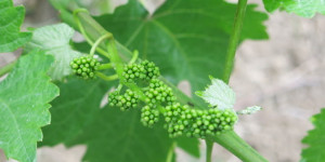 Beitragsbild des Blogbeitrags Wein im Kindesalter