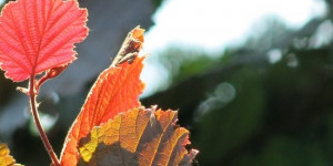 Beitragsbild des Blogbeitrags Sommerliche Farben, kein Herbst 