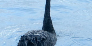 Beitragsbild des Blogbeitrags Cygnus atratus – der Schwarze