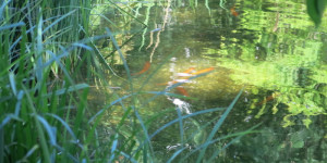 Beitragsbild des Blogbeitrags Teich 1 – orange-grünes Flimmern 