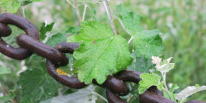 Beitragsbild des Blogbeitrags Feuchtes Grün, Rost habe ich fast keinen gesehen 