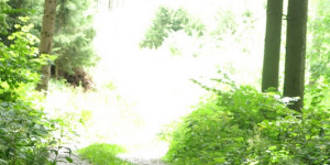 Beitragsbild des Blogbeitrags Der leuchtende Pfad