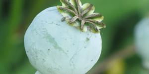 Beitragsbild des Blogbeitrags Nudeln statt Morphium 