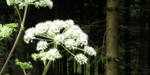 Beitragsbild des Blogbeitrags Das Leuchten des Waldes