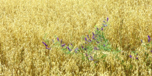 Beitragsbild des Blogbeitrags Mittwoch 31. August – Ateliergeflüster