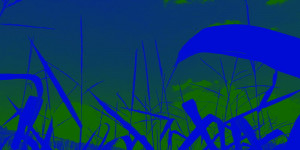 Beitragsbild des Blogbeitrags Ein grüner Himmel verlangt nach blauem Mais, oder ?