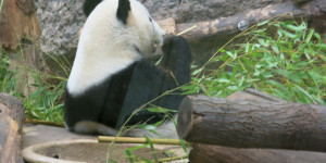 Beitragsbild des Blogbeitrags Pandas im Regen?