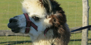 Beitragsbild des Blogbeitrags Wuschelportraits