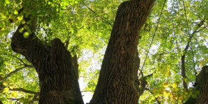 Beitragsbild des Blogbeitrags Die um 1300 gepflanzte Linde