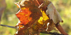 Beitragsbild des Blogbeitrags Montag 8. November 2021