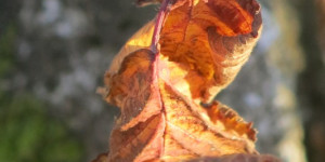 Beitragsbild des Blogbeitrags Nochmal elegant sonnige Verwesung