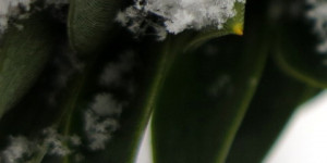 Beitragsbild des Blogbeitrags Araucaria vor und nach dem Schnee