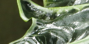Beitragsbild des Blogbeitrags Sonntag 12. Dezember – Wir haben es getan !