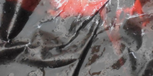 Beitragsbild des Blogbeitrags Meine allerersten Miksangfotos 3/3