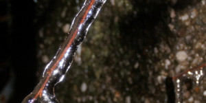 Beitragsbild des Blogbeitrags Eiszapfen in der Impulswerkstatt